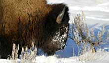 A bison searches for food through deep snow