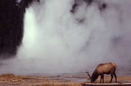 An elk browsers near an erupting geyser