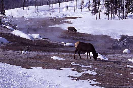 Elk graze in a thermal area frre of snow in the winter.