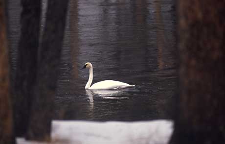 A single swan swims on a pond