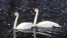 Two swans swim side by side on a small pond.