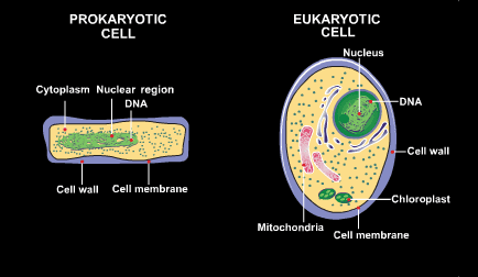 Diagram of two cell types