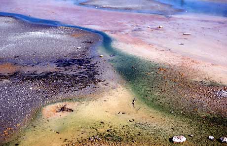 Microorganisms are among the things that add color to this thermal runoff channel