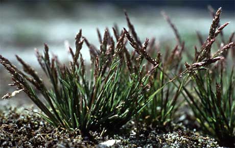 A close-up of view of Ross's bentgrass
