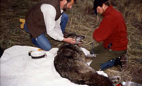 Biologists prepare to place a radio collar on a wolf
