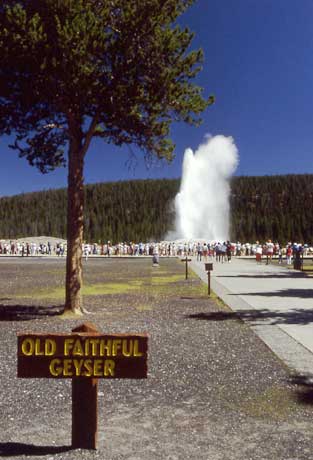 A crowd watches Old Faithful erupt