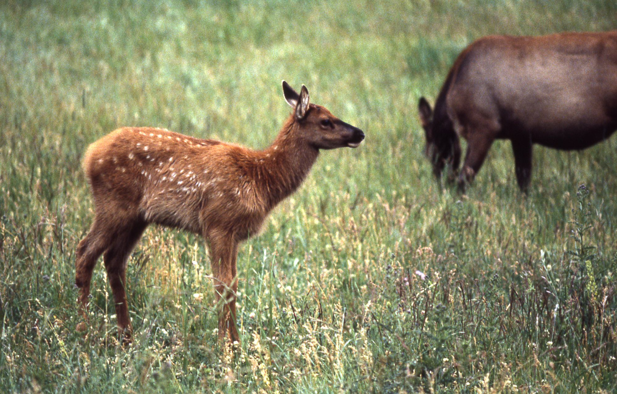 Calf Elk