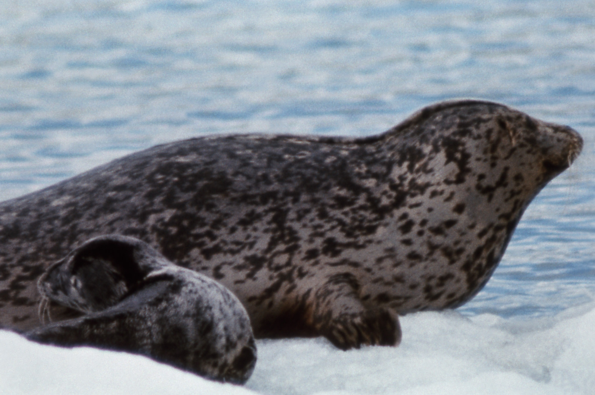 Hair Seal