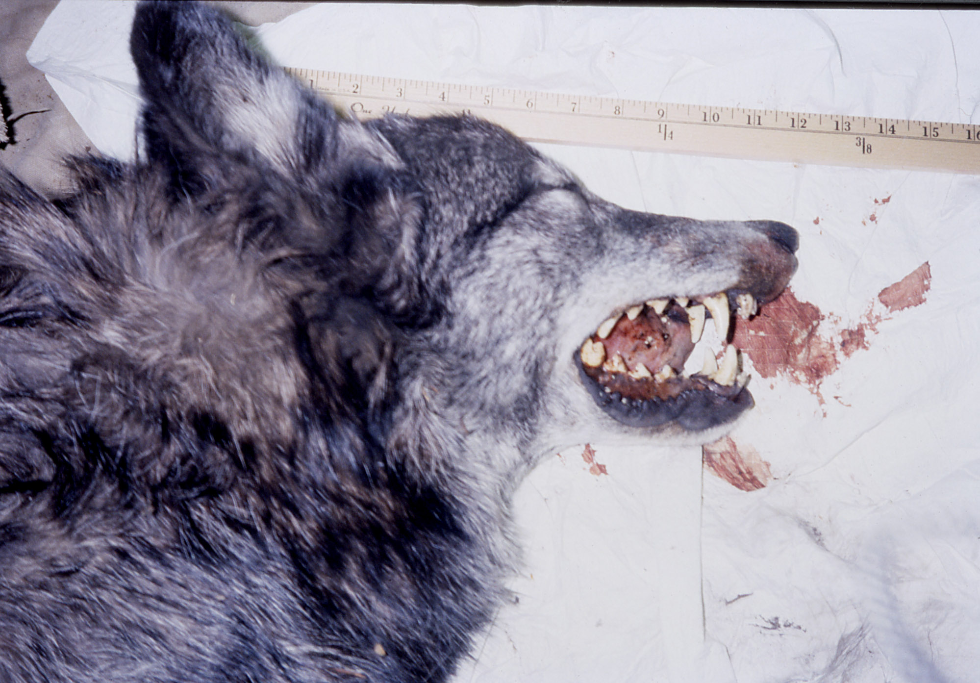 http://www.nps.gov/features/yell/slidefile/mammals/wolf/Images/14620.jpg