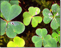 Common Wood Sorrel Oxalis acetosella