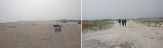Plover fencing and access from beach to Fire Island Wilderness.
