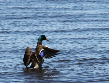 Mallard on Great South Bay