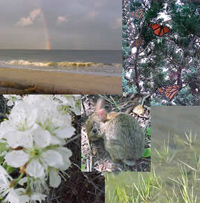 Collage of rainbow over water, butterflies, flowers, marsh grasses and rabbit.