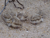 Piping plover chicks in nest and on beach.