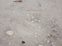 Piping plover nest with eggs, then chicks.