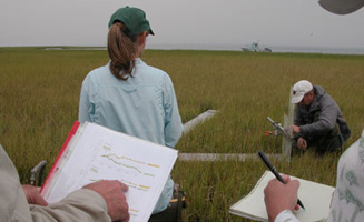 Researchers in Watch Hill salt marsh.