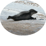 Seal on beach.