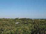 View of Vegetated Swale and Dunes, Ocean
