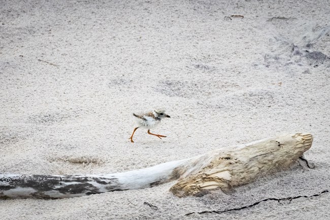 A tiny piping plover chick runs along the sand.