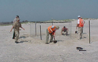 Volunteers construct wire cage or exclosure on sandy beach.