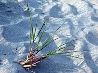 Beach grass leaves protrude from sand.