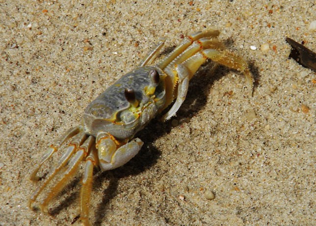 A ghost crab on the upper beach