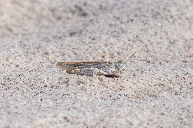 A khaki-colored grasshopper is camoflaged on beach sand.