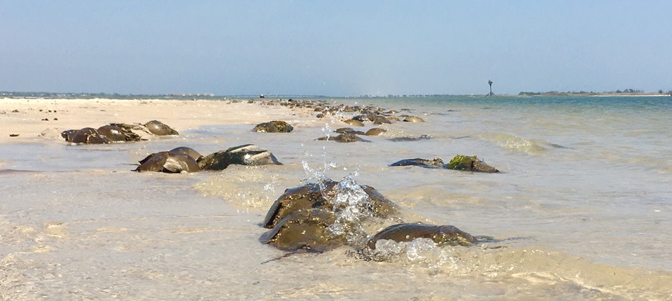 Horseshoe crabs line the bay shoreline during spawning season.