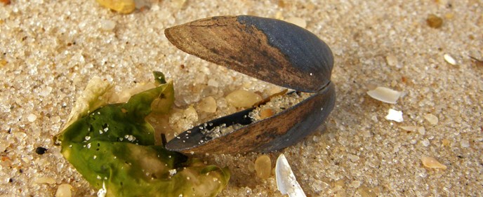 Blue mussel washed ashore