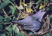 Slate-grey catbird, surrounded by thick leaves, sits on nest with bright blue eggs.