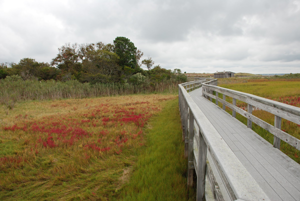 Salt marsh with colorful red patches of glasswort plants interspersed among green Spartina plants.