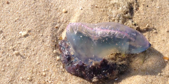 A jellyfish like creature the Portuguese Man-O-War washed ashore in late June on Fire-Island.