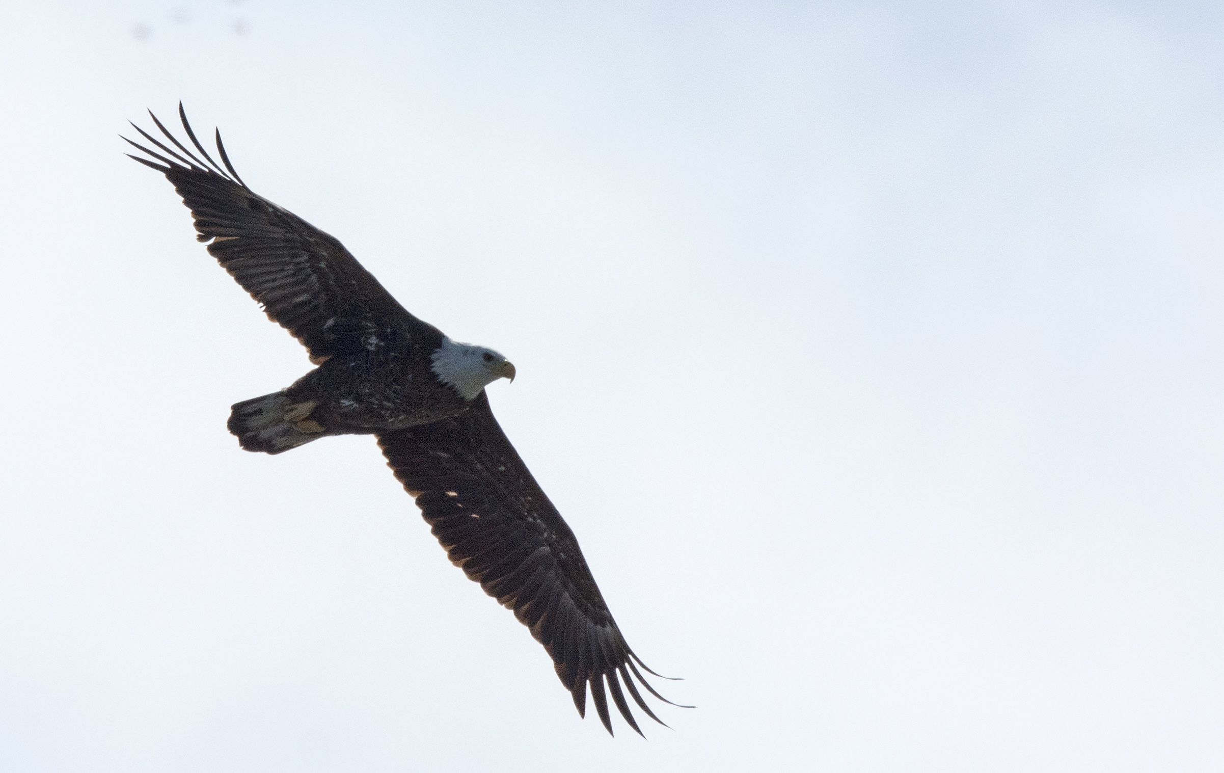 Adult bald eagle soaring over the William Floyd Estate