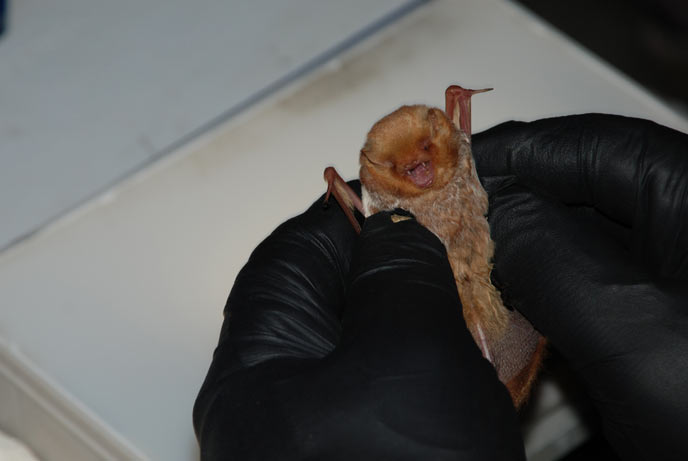 An Eastern red bat is measured and weighed during the Long Island Century Bat Survey on Fire Island National Seashore.