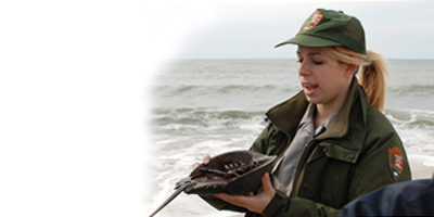 Ranger holds up shell of horseshoe crab on beach.