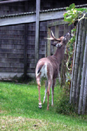 Deer stretches its neck to reach garden plants growing over a fence near a beach house.