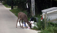 Deer feeding on trash from overturned garbage bin.