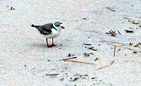 Adult piping plover stands at edge of wrack line on white sandy beach.