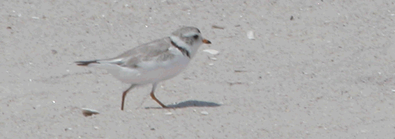 Piping plovers from egg to chick to fledgling.