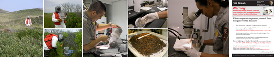 Collage of mosquito monitoring and management images.