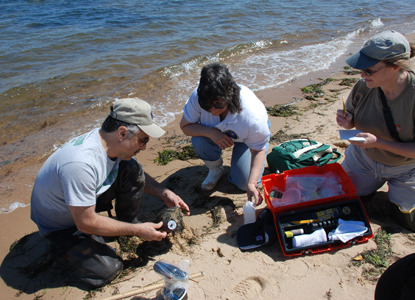 Measurements are taken for horseshoe crab monitoring program on Fire Island Lighthouse bayside beach.