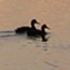Ducks at sunrise