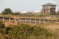 Deer along Wilderness Visitor Center trail.