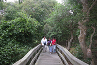 Group of women and children stroll through the Sunken Forest.