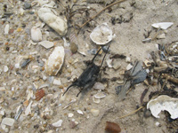 Broken shells and black egg case on sandy beach.