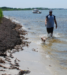 Man with small dog on leash wading on bay shoreline.