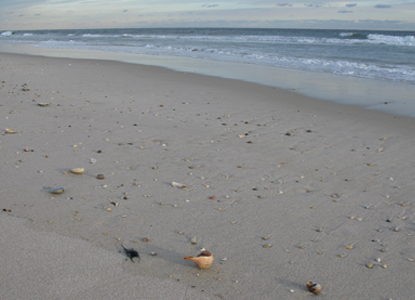 Shells on a Fire Island winter beach near Old Inlet.