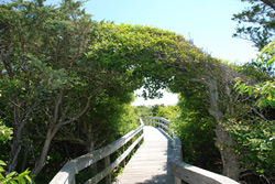 Evidence of salt spray pruning along Sunken Forest Nature Trail. 