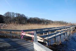 Damage to Sunken Forest Nature Trail along the  bay.