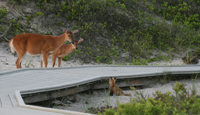 2012 Wildlife Photo Contest winner: Two deer gazing across boardwalk at tiny fox kit.